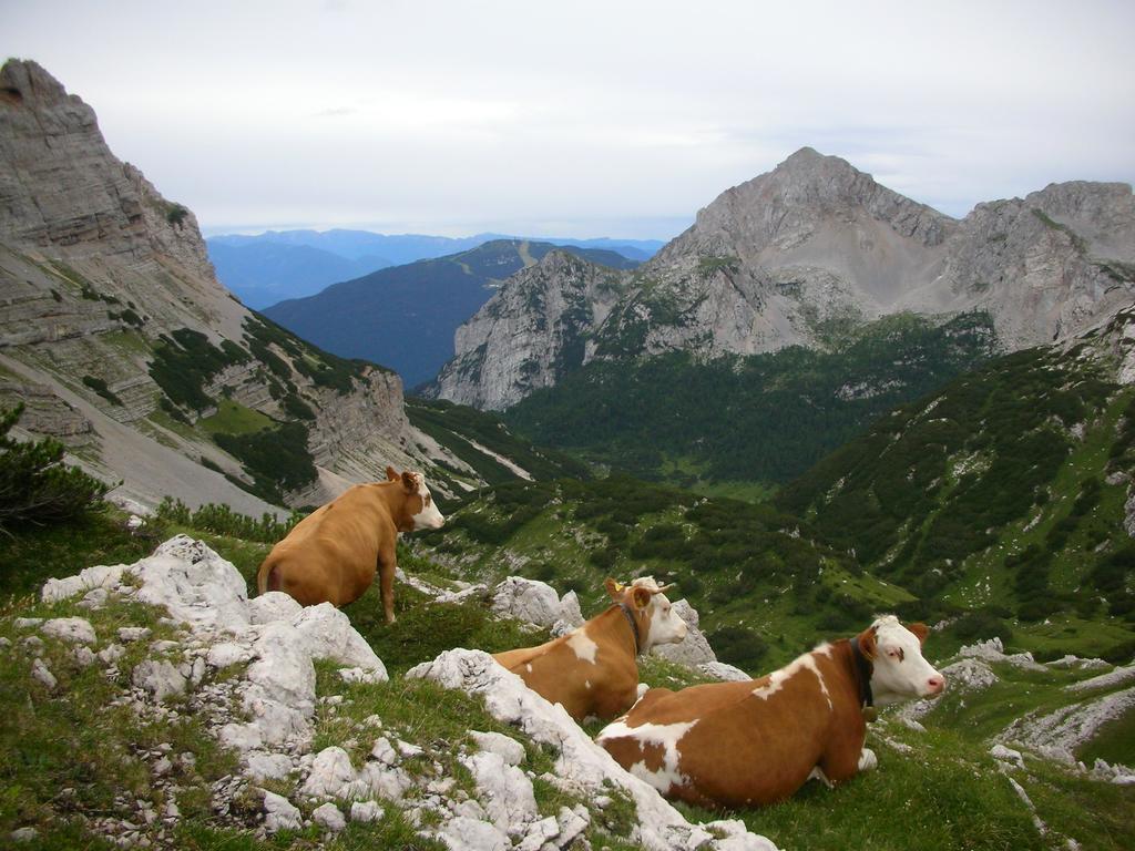 Alpotel Dolomiten Hotel 3*